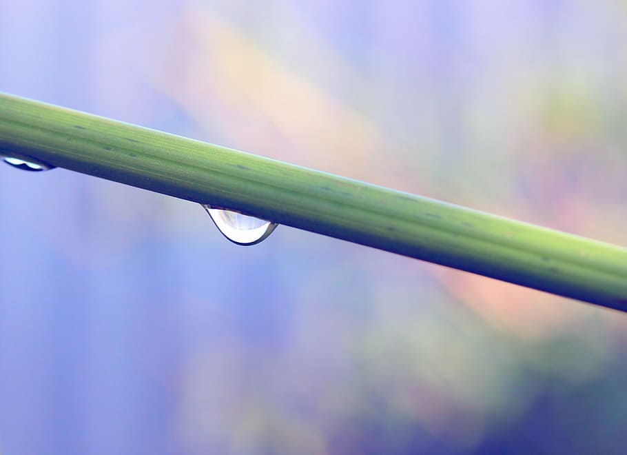 drop, rain, green, nature, branch, wet, water, freshness, close-up HD wallpaper