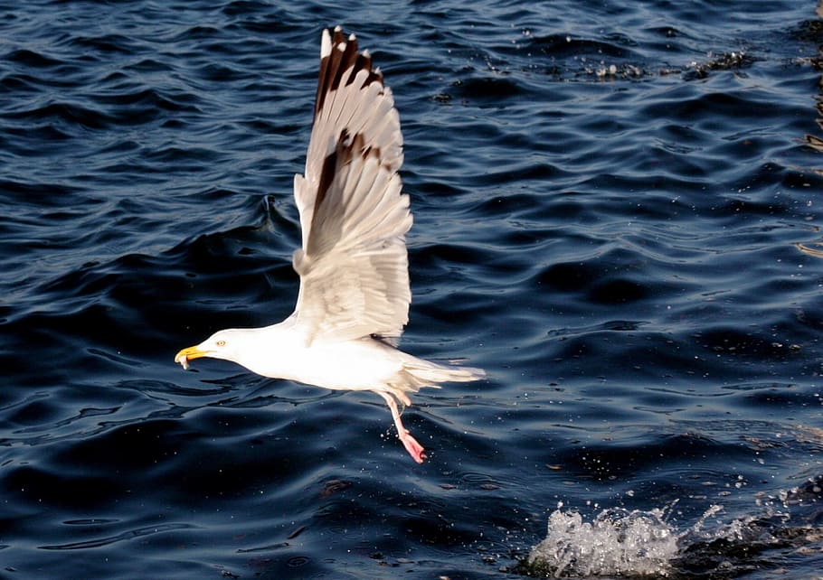 seagull, bird, flying, flight, sky, clouds, wildlife, nature HD wallpaper