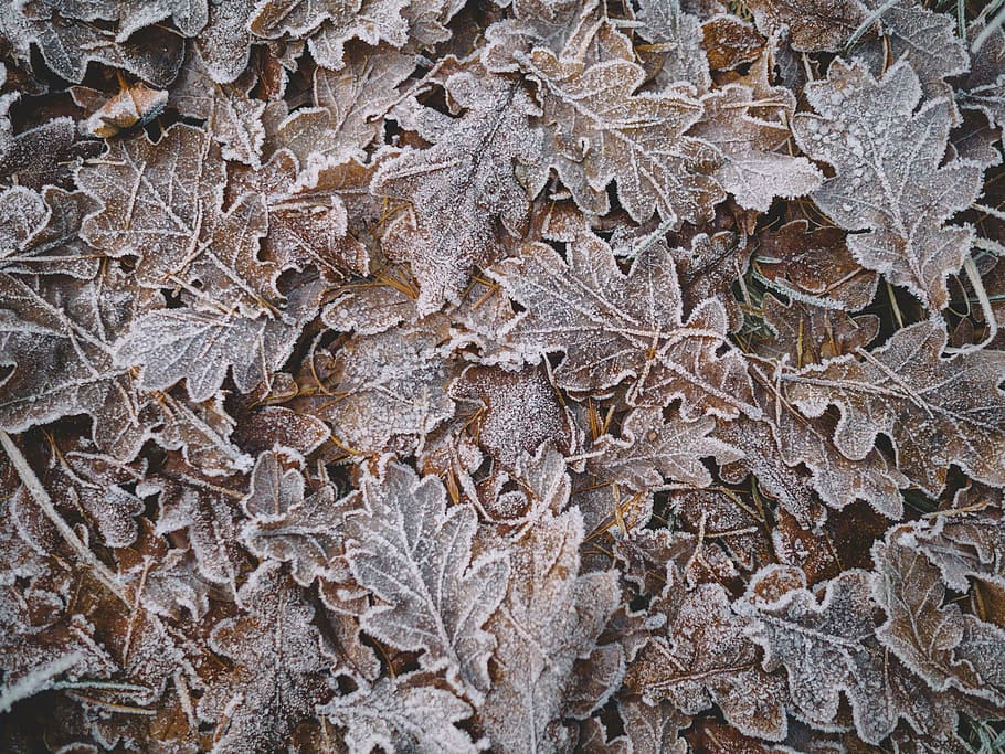 HD wallpaper: closeup photo of green leaves, dried oak leaves closeup