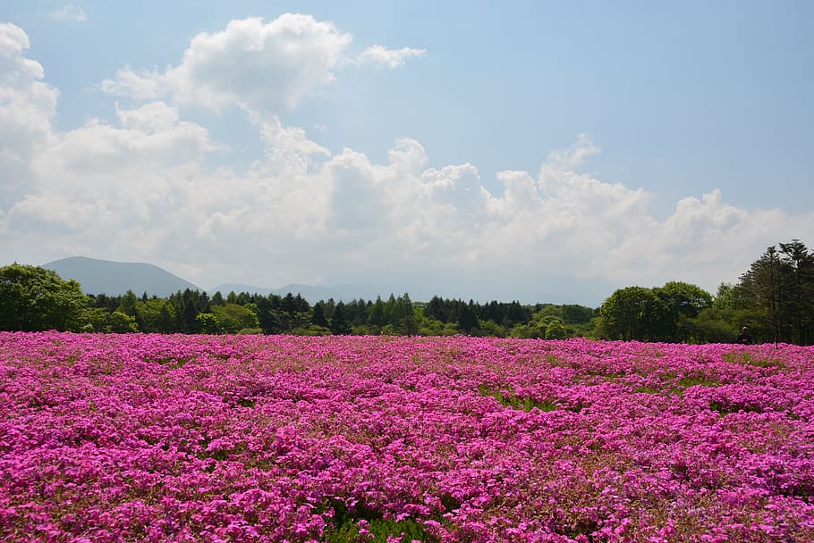 Flower, Pink, Field, Spring, Colors, nature, landscape, summer HD wallpaper