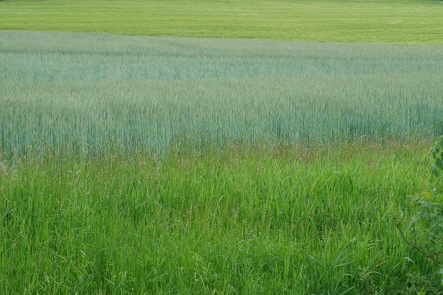 green, field, meadow, background, plant, green color, grass HD wallpaper