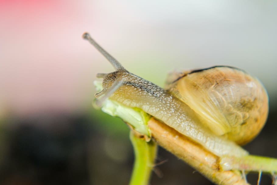 snail, seashell, molluscs, molluscum, one animal, animal themes HD wallpaper