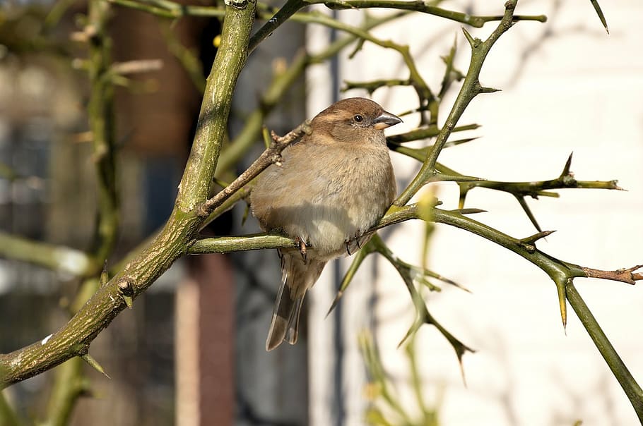 tree, little, cute, bird, fly, wings, feather, wildlife, beak HD wallpaper