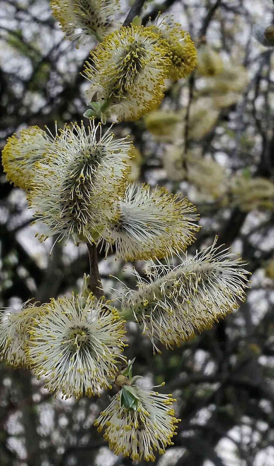 spring, blossom, tree, nature, botany, natural, growth, plant HD wallpaper