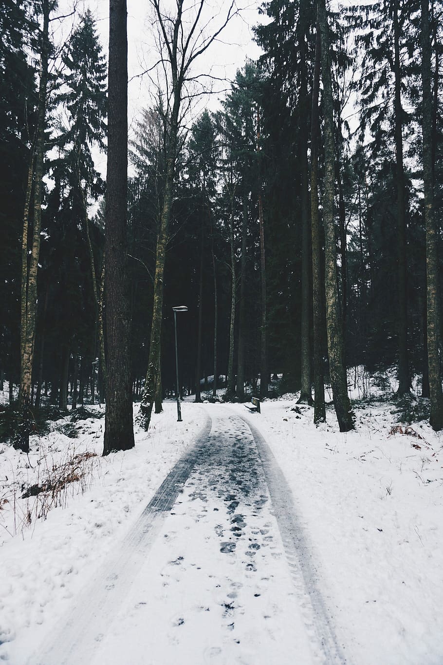 Cold path, photo of forest, road, tree, track, trail, snow, winter HD wallpaper
