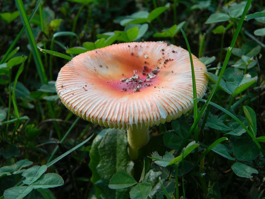 mushroom, orange, grass, yard, nature, organic, fungus, natural HD wallpaper