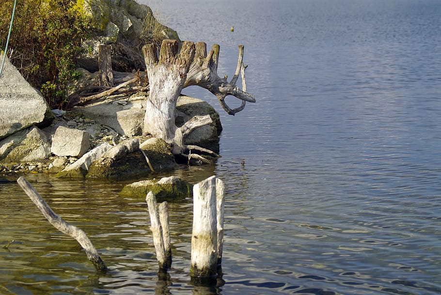 water, dry trunk, tree, lonely, pond, lake, quiet, peace of mind HD wallpaper