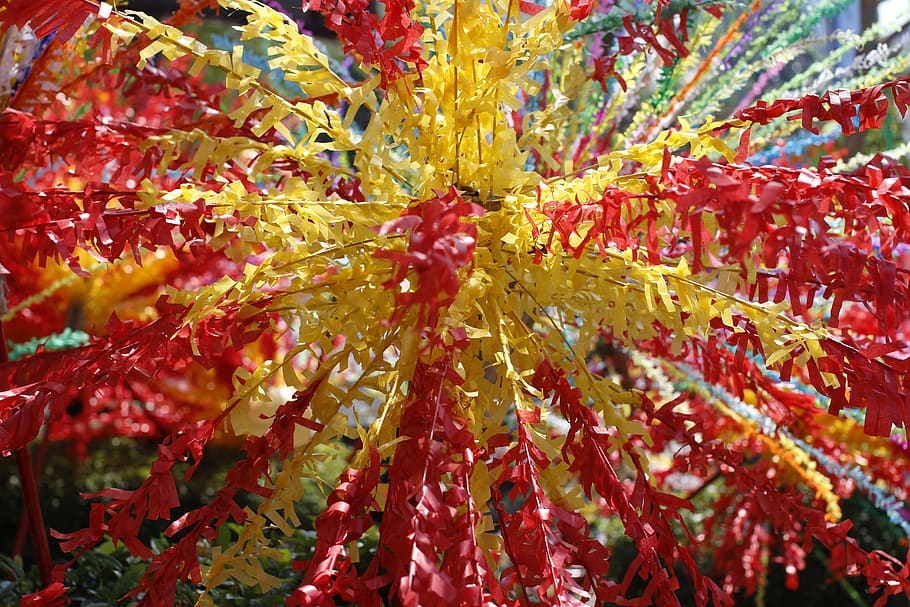 season, tree, bright, nature, leaf, red, close-up, full frame HD wallpaper