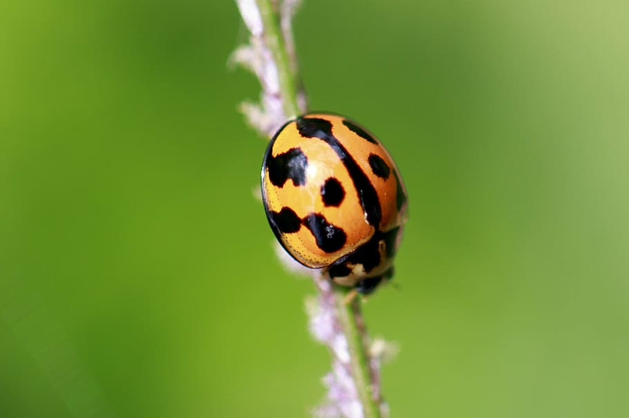 ladybug, shine, green, red, leaf, grass, morning, sun, macro HD wallpaper
