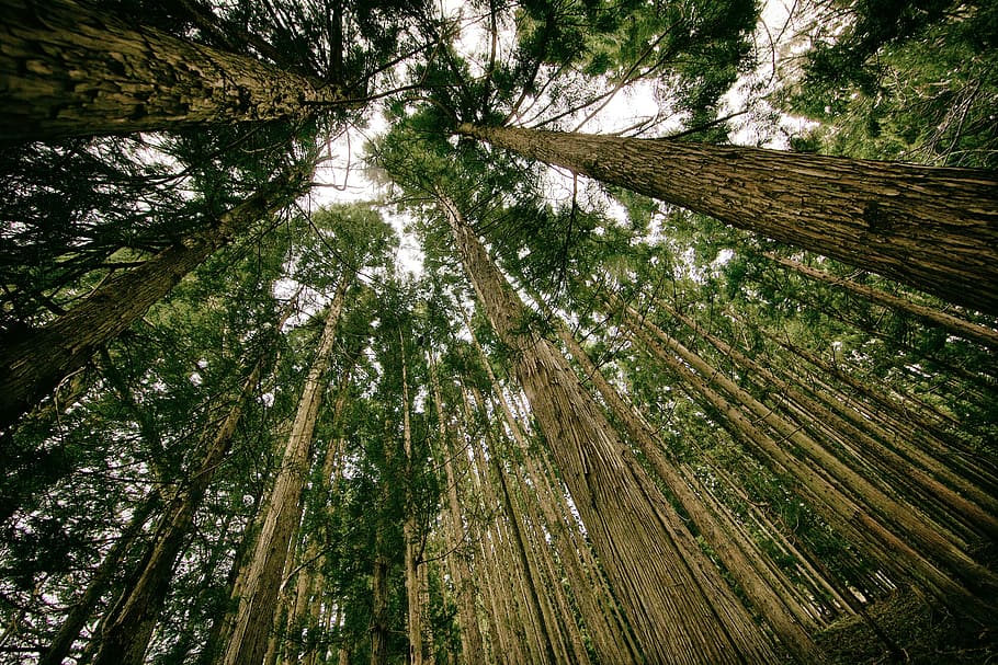 brown tall trees in low angle photograpy, forest, perspective HD wallpaper