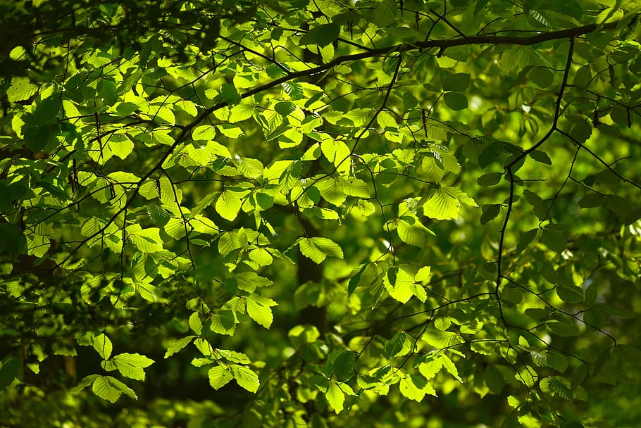 green leaves, foliage, tree, spring leaves, new leaves, branch HD wallpaper