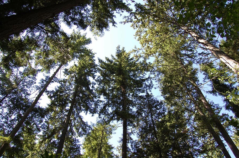trees, rays, organic, agriculture, outdoors, environment, trunk HD wallpaper