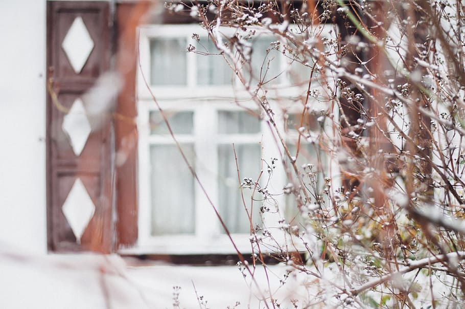 window, blur, outside, flower, plant, building exterior, architecture HD wallpaper