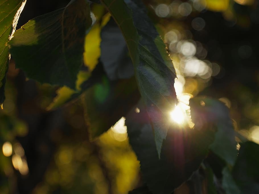 sun, leaves, tree, branch, nature, forest, light, season, leaf HD wallpaper