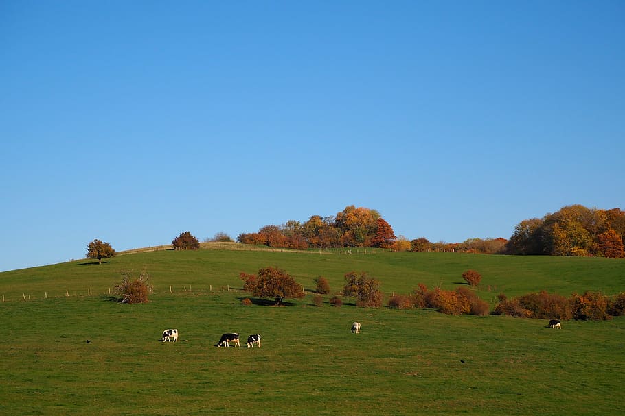 autumn, fall foliage, herbstimpression, pasture, cows, golden autumn, HD wallpaper