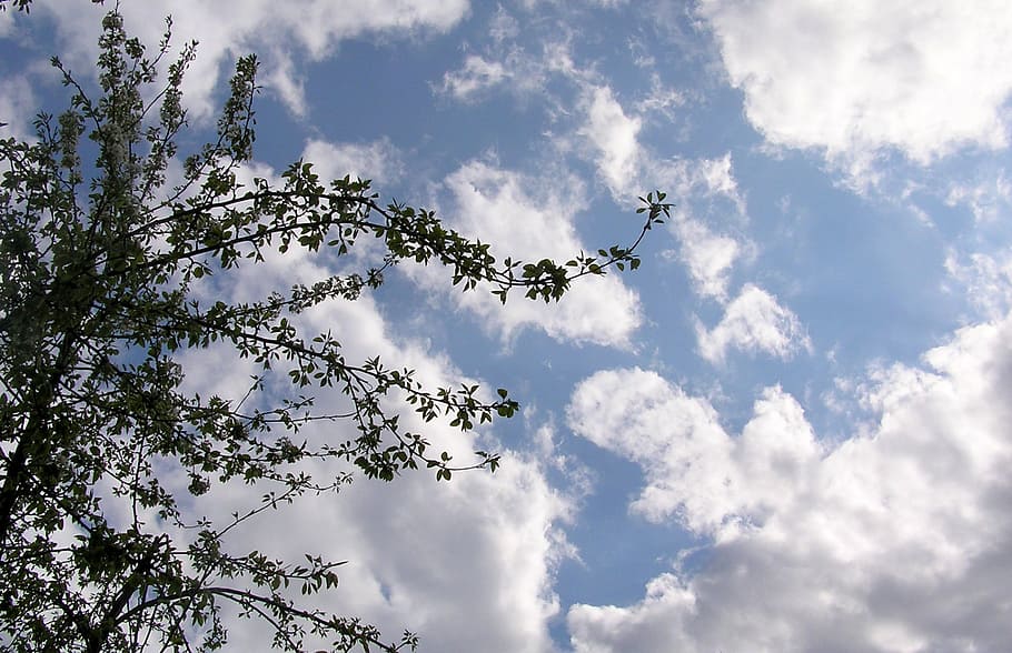tree, sky, clouds, outdoors, scenic, weather, meteorology, cloudscape HD wallpaper