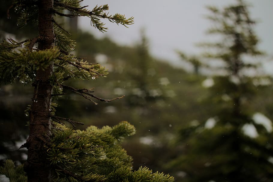selective focus photo of pine tree, green leaf trees, snow, forest HD wallpaper