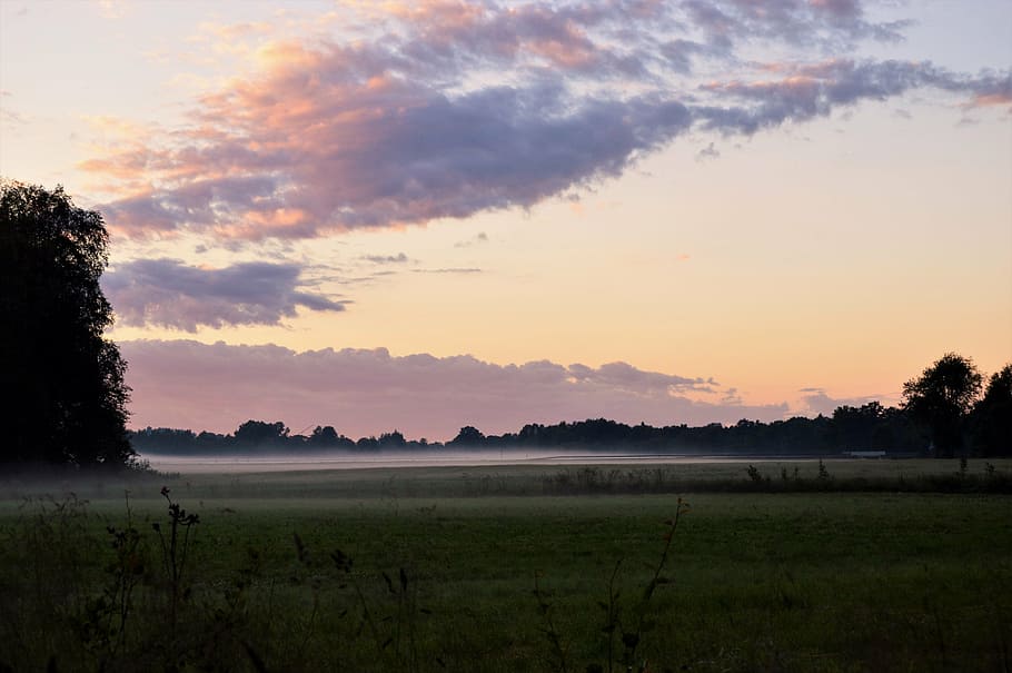 mist, evening, go, grass, sweden, tree, forest, outdoor, cloud HD wallpaper
