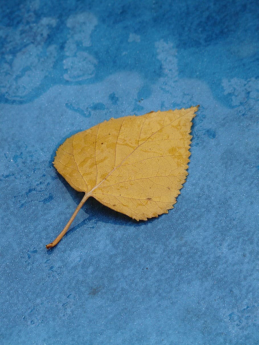 Poplar, Leaf, Yellow, Fall Color, poplar leaf, leaves, black poplar leaf HD wallpaper