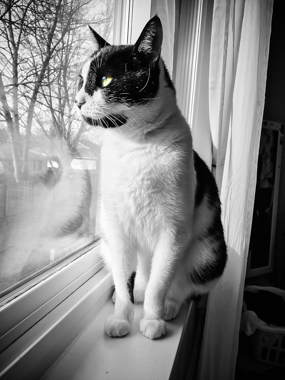 cat, window, pet, animal, white, cute, kitten, kitty, domestic HD wallpaper