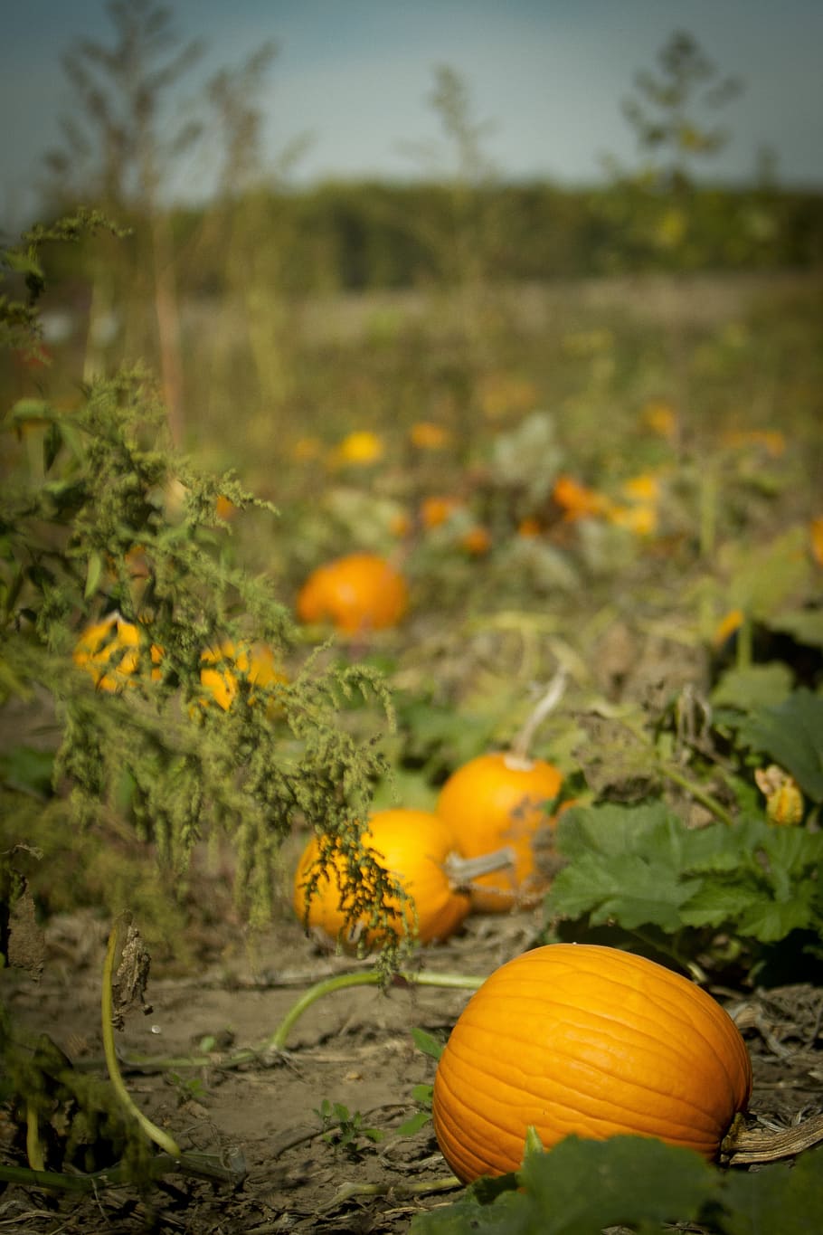 HD wallpaper: pumpkin, pumpkin patch, pumpkin farm, food, plant, food and  drink | Wallpaper Flare