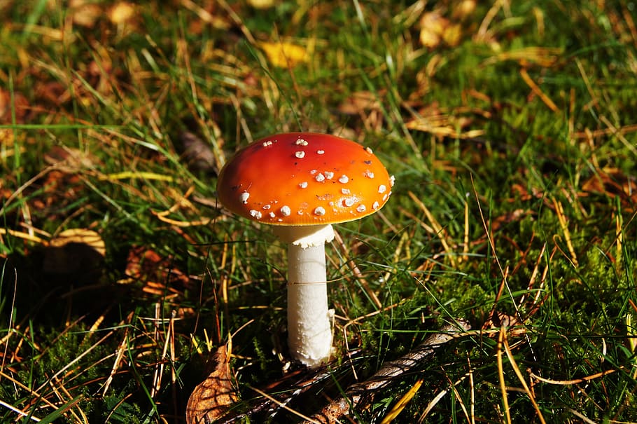 fly agaric, toxic, forest, forest floor, autumn, red, spotted HD wallpaper