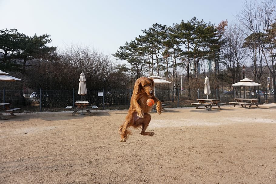 jump to introduction, jumping puppy, playing with a puppy, sand, HD wallpaper