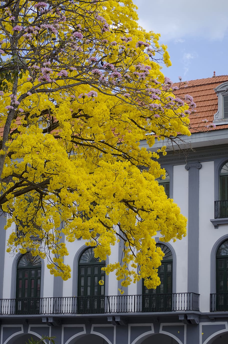 tree, afternoon, sky, built structure, building exterior, architecture HD wallpaper