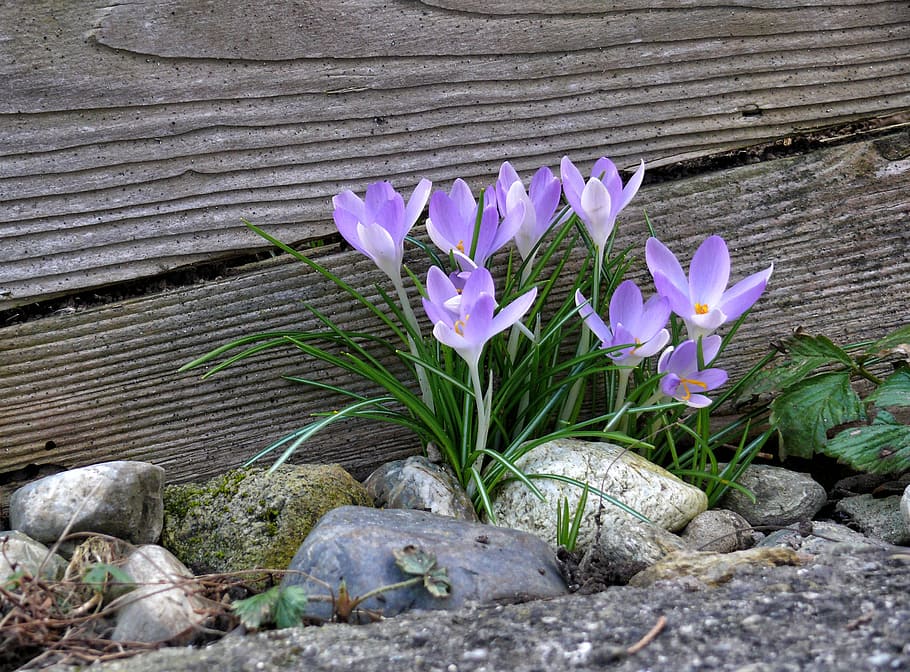 purple crocus flowers near brown wooden wall, spring, spring flower