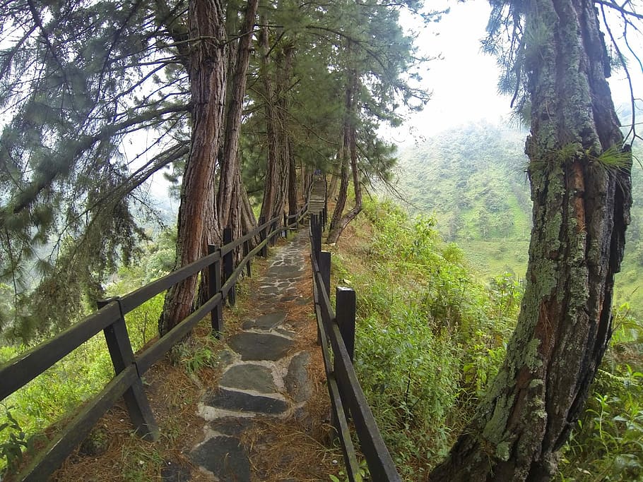 Path, Trail, Landscape, Nature, Park, rural, walk, forest, trees HD wallpaper