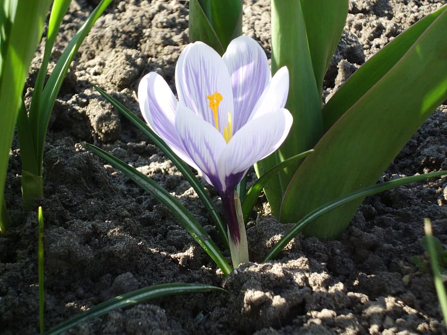 crocus, spring, white, purple, nature, flower, flowering plant HD wallpaper