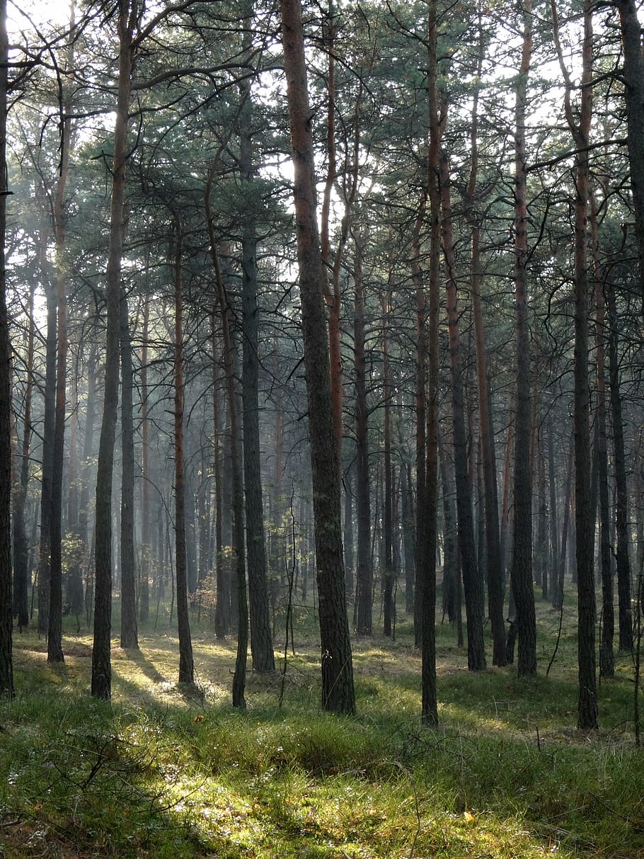 forest, tree, nature, light, autumn, plant, land, tranquility HD wallpaper
