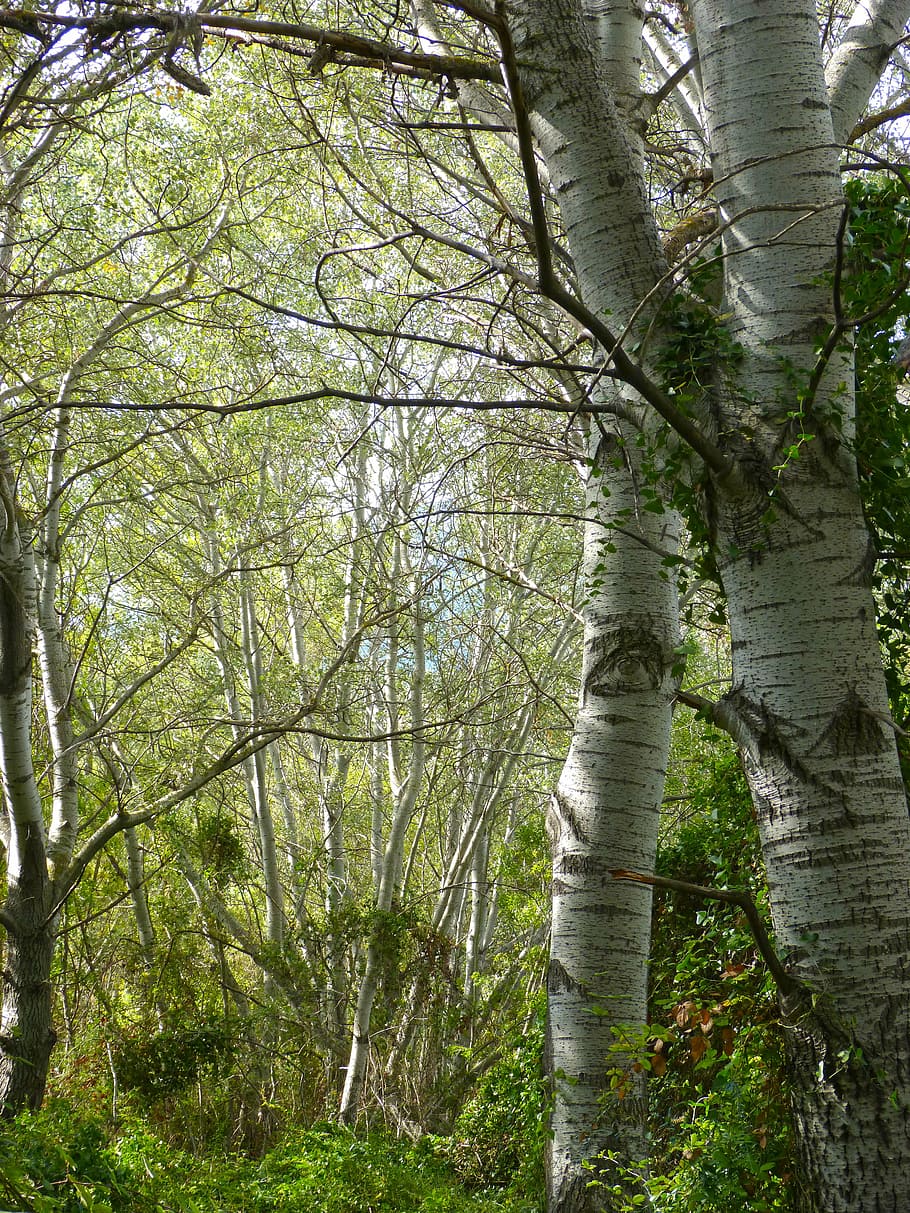 white poplar, riparian forest, alameda, populus alba, alber, HD wallpaper