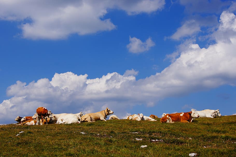 alm, cows, pasture, sky, mammal, domestic animals, livestock HD wallpaper