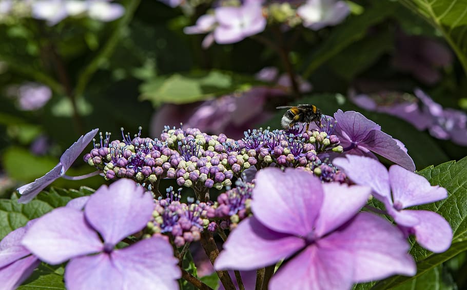 insect, macro, flower, nature, flowering plant, beauty in nature HD wallpaper