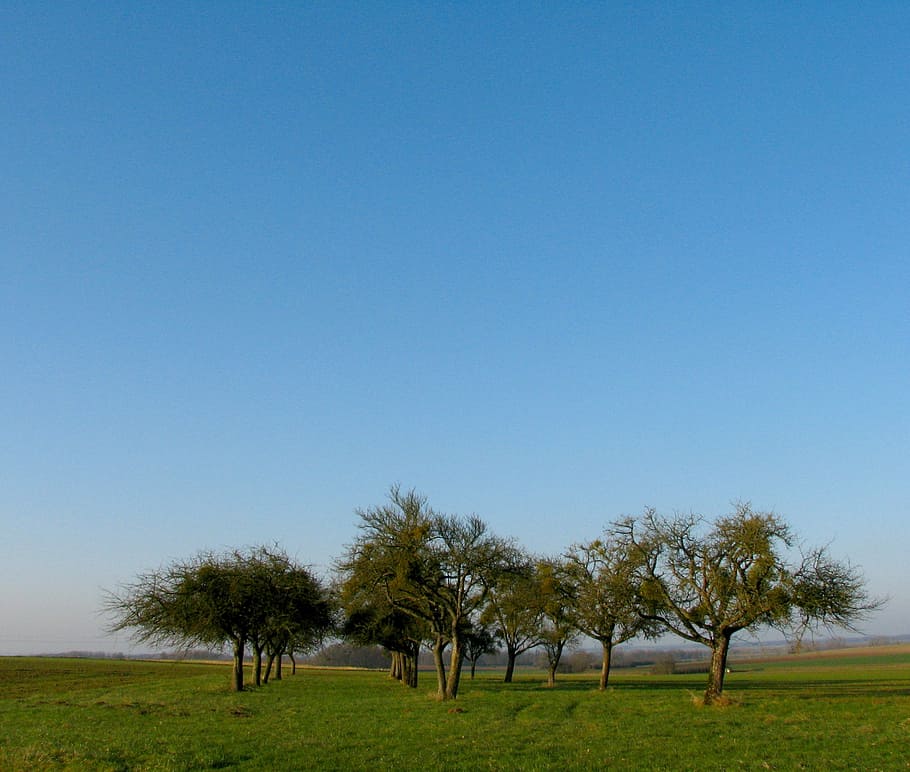 Orchard, Blue Sky, Tree, Grass, landscape, nature, branches HD wallpaper