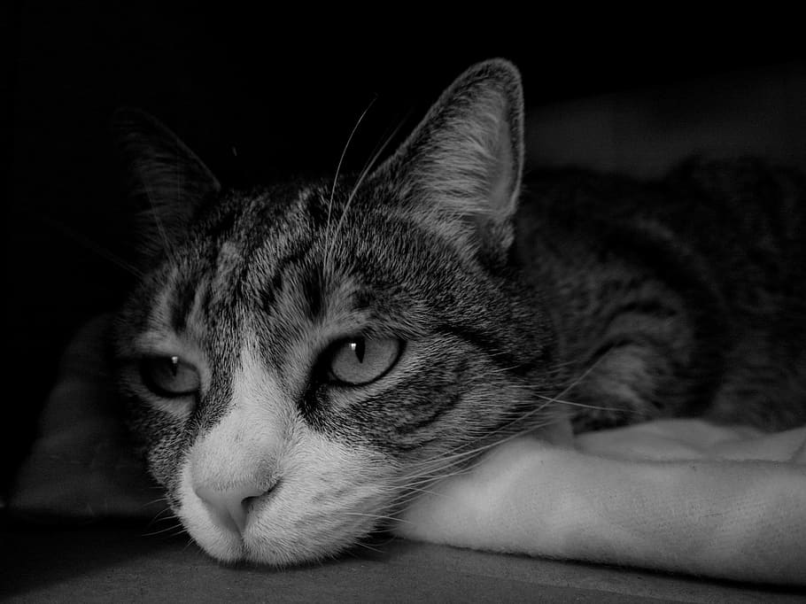 greyscale photography of resting cat, face, portrait, pet, domestic HD wallpaper