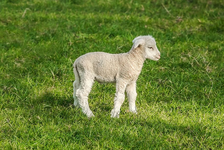 white sheep on grass field, chick, farm, spring, nature, lamb HD wallpaper
