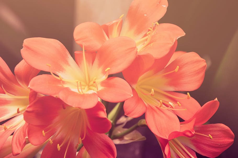 closeup photo of red-and-white petaled flowers, purple, pink HD wallpaper