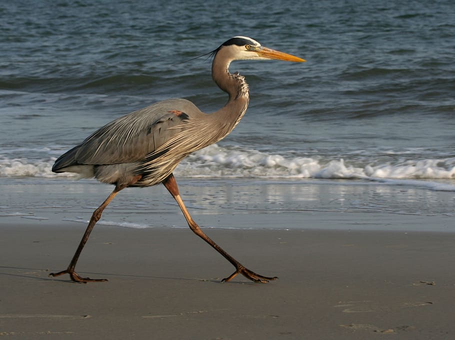 great blue heron walking along the shore during daytime, beach HD wallpaper