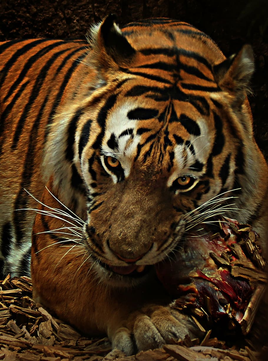 eating tiger painting, food, cat, carnivores, wildlife photography, HD wallpaper