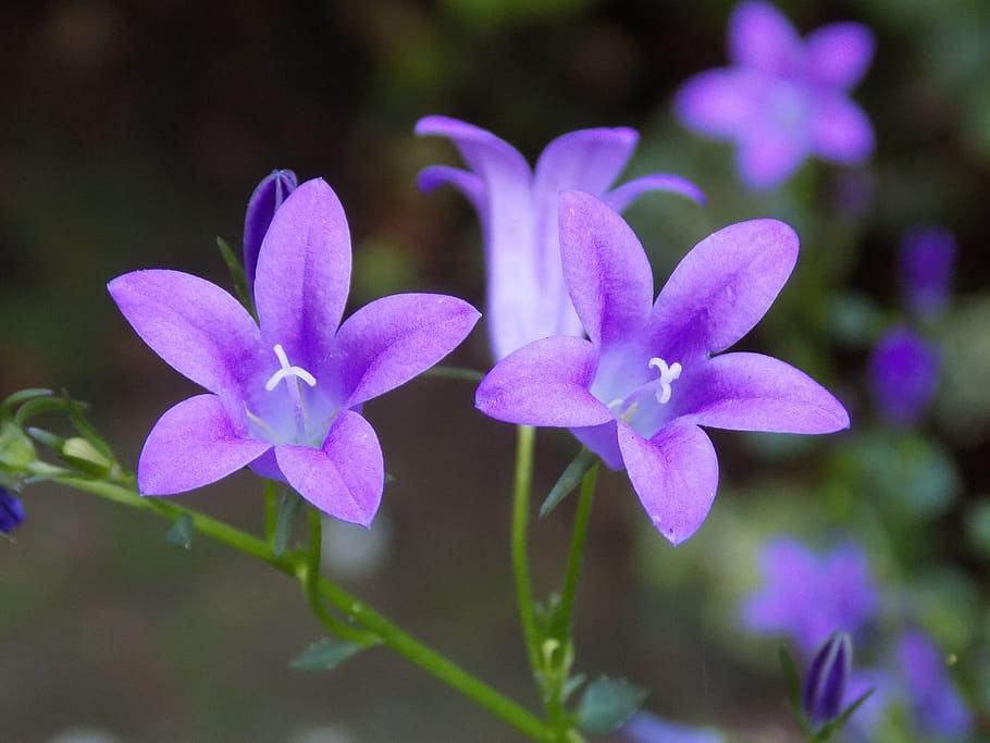 violet, violaceae, flower, flowering plant, freshness, vulnerability HD wallpaper
