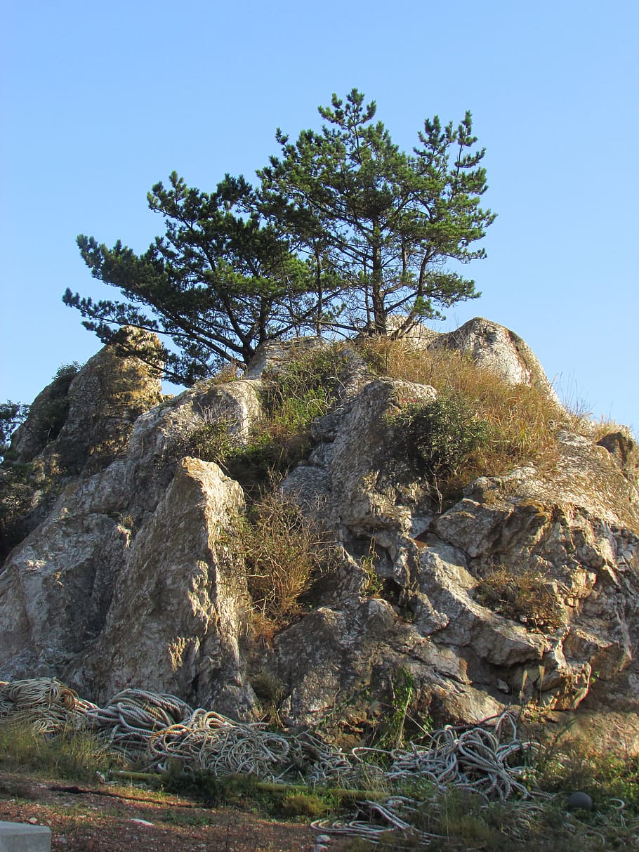 rock, pine, beach, landscape, sea pines, small global, incheon HD wallpaper