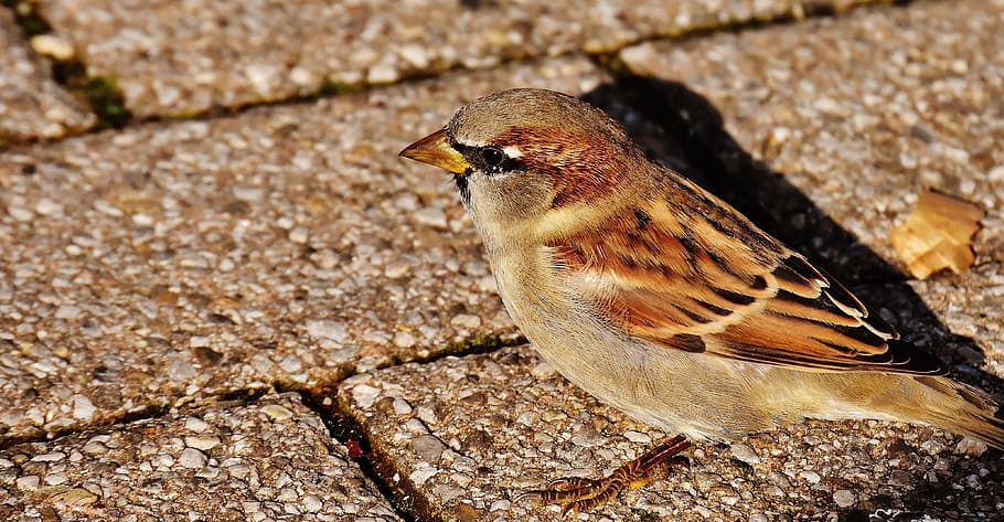 Sparrow, Bird, Small, Cute, Nature, plumage, young, birds, sparrows HD wallpaper