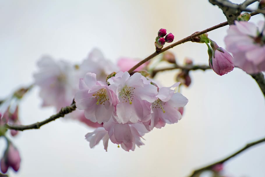 blossom, tree, spring, branches, pink, flower, flowering plant HD wallpaper