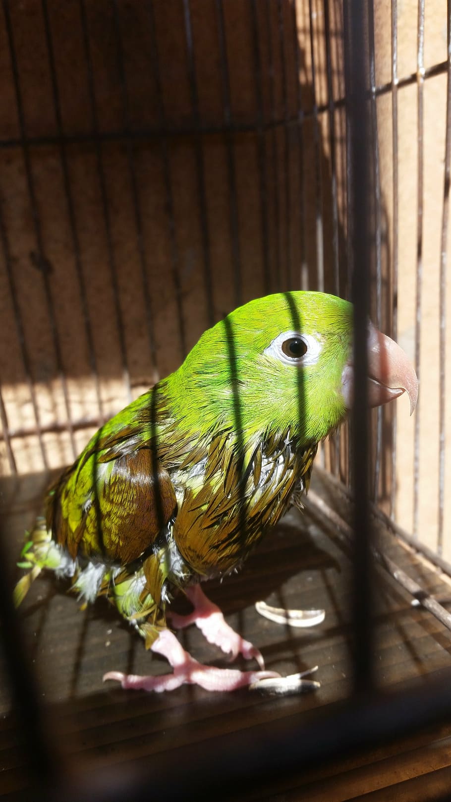 bird, parakeet, green, animal, animal themes, vertebrate, parrot HD wallpaper