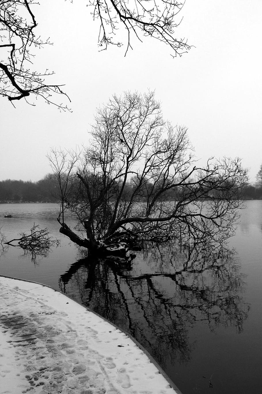 tree, snow, bridge, black white, lake, plant, sky, tranquility HD wallpaper