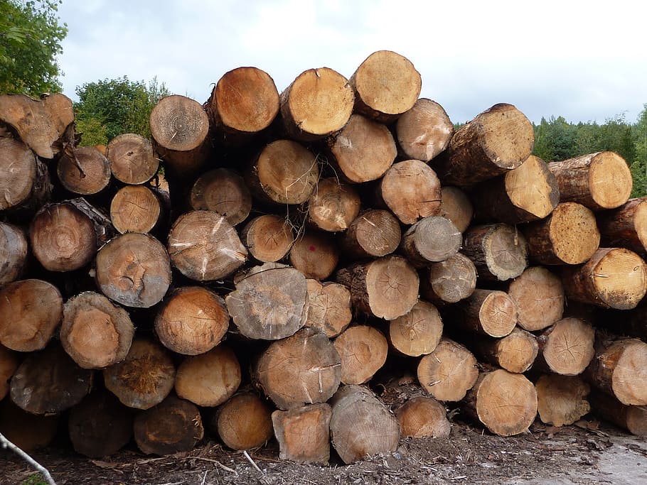 logs, pine, wood, timber, saw mill, tree trunk, stack, lumber industry HD wallpaper