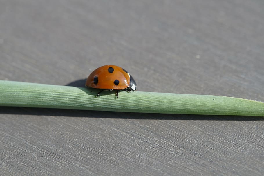 ladybug, beetle, insect, red, points, luck, lucky charm, macro HD wallpaper