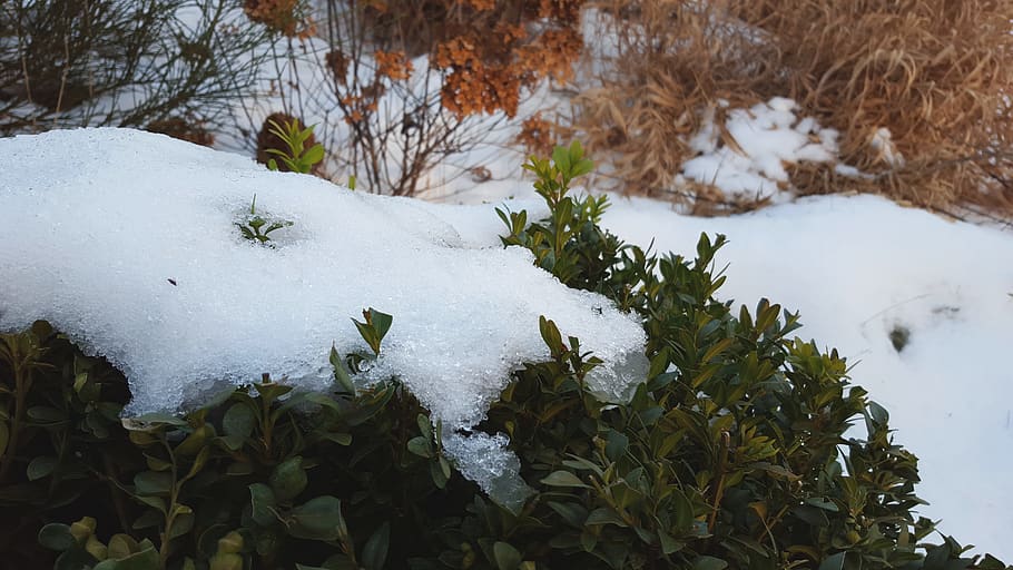 snow, cold, winter, white, bush, cold temperature, white color HD wallpaper